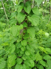 Celastrus flagellaris