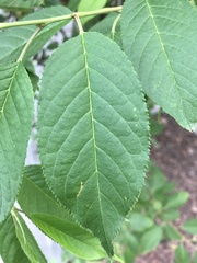 Prunus padus
