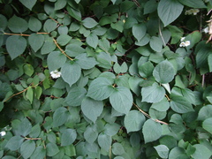 Philadelphus incanus