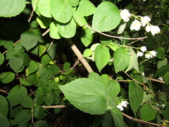 Philadelphus incanus