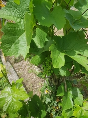Vitis vinifera vinifera