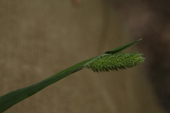 Phleum pratense nodosum