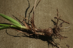 Phleum pratense nodosum