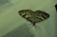 Xanthorhoe abrasaria