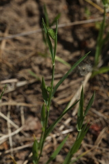 Phleum pratense nodosum