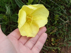 Oenothera howardii