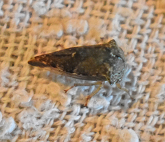 Telamona monticola