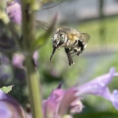 Anthophora quadrimaculata