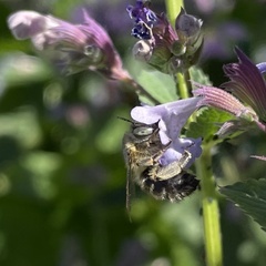 Anthophora quadrimaculata