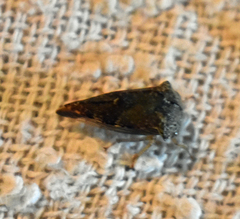 Telamona monticola