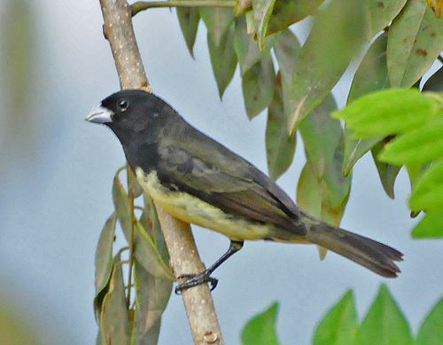 Yellow-bellied Seedeater
