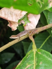 Anolis limifrons