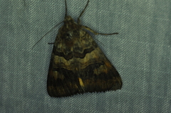 Drasteria adumbrata