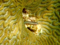Elacatinus prochilos