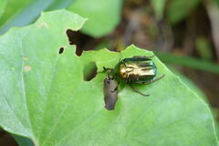 Protaetia lewisi