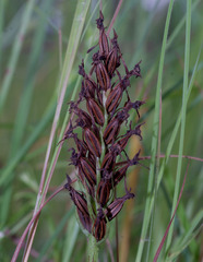 Habenaria rumphii