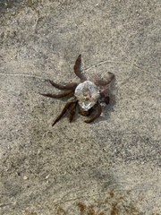 Taliepus nuttallii