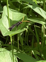 Gnamptopelta