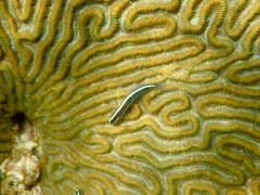 Elacatinus prochilos