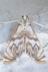 Neocataclysta magnificalis