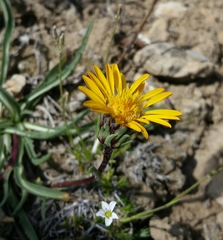 Pyrrocoma apargioides