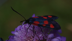 Zygaena viciae