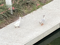 Anas platyrhynchos domesticus