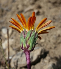 Pyrrocoma apargioides