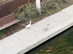 Anas platyrhynchos domesticus