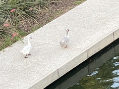 Anas platyrhynchos domesticus