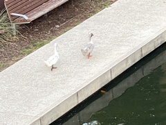 Anas platyrhynchos domesticus