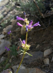 Penstemon heterodoxus heterodoxus