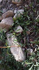 Penstemon heterodoxus heterodoxus