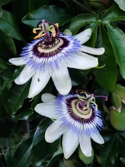 Passiflora caerulea