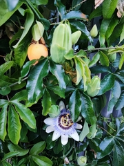 Passiflora caerulea