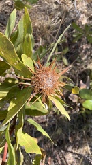 Protea madiensis subsp. madiensis image