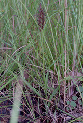 Habenaria rumphii