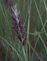Habenaria rumphii