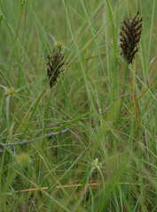 Habenaria rumphii