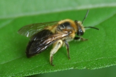 Colletes thoracicus