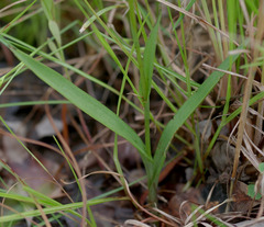 Habenaria rumphii