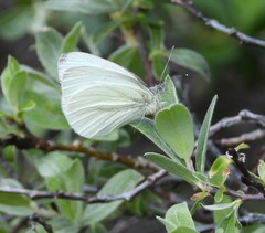 Pieris marginalis