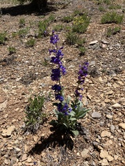 Penstemon pachyphyllus congestus