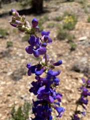 Penstemon pachyphyllus congestus