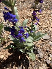 Penstemon pachyphyllus congestus