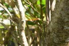 Diploderma polygonatum polygonatum