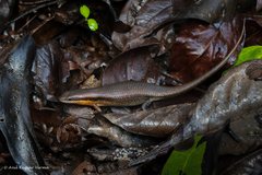 Eutropis macularia