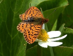 Boloria freija