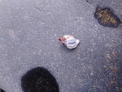 Boreotrophon candelabrum