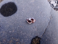 Boreotrophon candelabrum